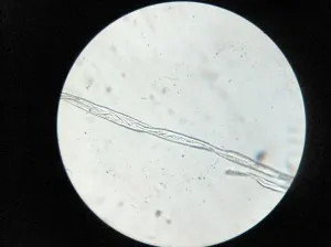 Fibres de cotó per microscopi