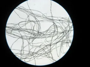 Fibres de cotó per microscopi